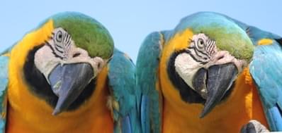 Picture of two parrots